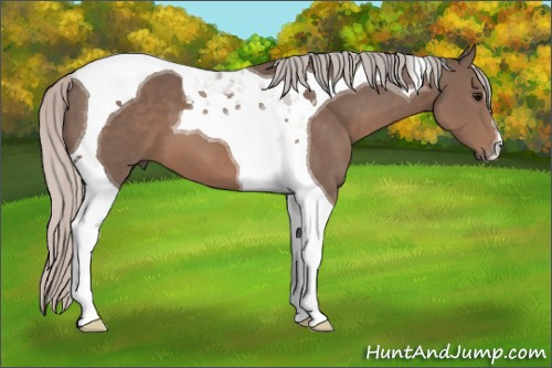 Horse Color: Silver Black Tobiano 