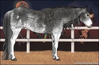 Horse Color:Gray White Spotted Black  Brindle