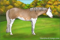 Horse Color:Gray Silver Smoky Black Pearl Sabino Splash 