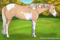 Horse Color:Gold Champagne Splash Tobiano
