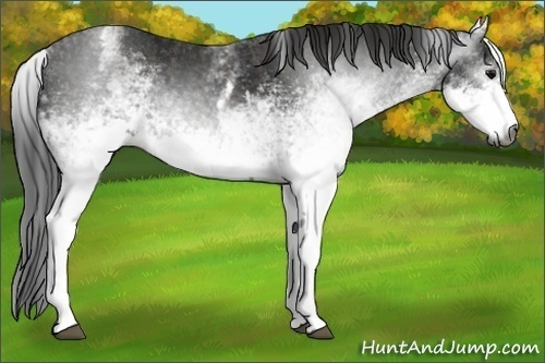 Horse Color:Gray White Spotted Black  Brindle
