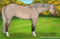 Horse Color:Silver Bay Dun
