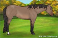 Horse Color:Bay Dun