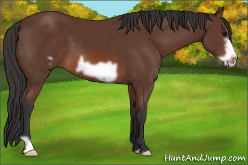 Horse Color: Bay Frame 