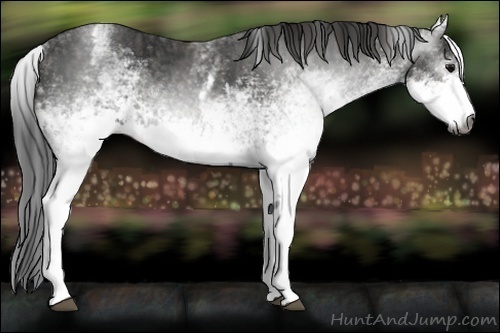 Horse Color:Gray White Spotted Black  Brindle