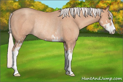 Horse Color: Silver Classic Champagne Sabino Rabicano 