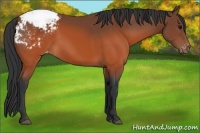 Horse Color:Brown Appaloosa 