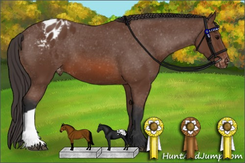 Horse Color: Bay Blanket 