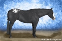 Horse Color:Black Splash Varnish 
