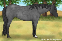 Horse Color:Brown Roan Rabicano 
