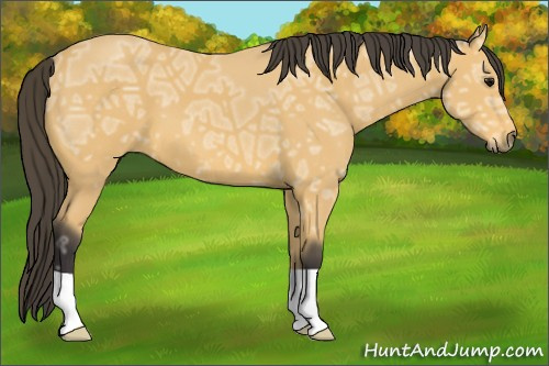 Horse Color: Unknown 