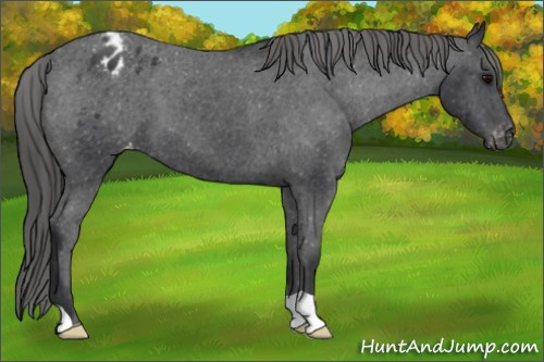Horse Color: Unknown 