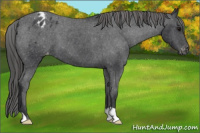 Horse Color:Unknown 