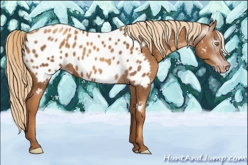 Horse Color:Gray Gold Champagne Blanket 
