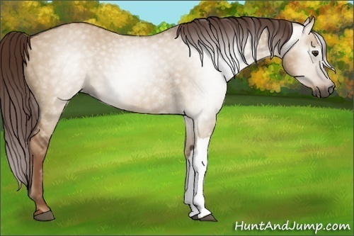Horse Color:Gray Red Dun 
