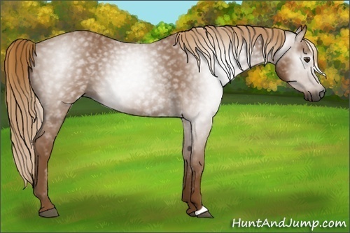 Horse Color:Gray Chestnut 