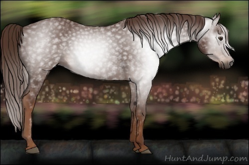 Horse Color:Gray Chestnut