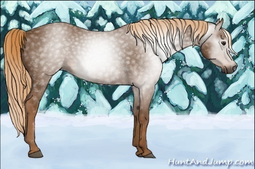 Horse Color:Gray Chestnut 