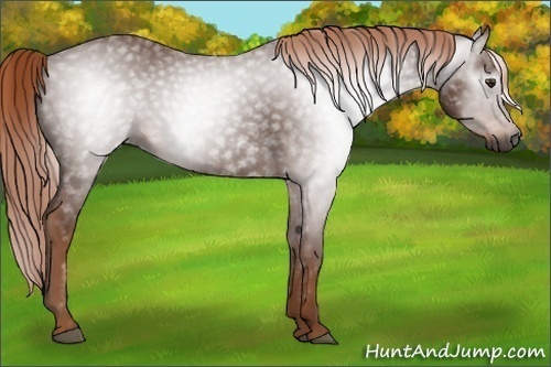 Horse Color:Gray Chestnut