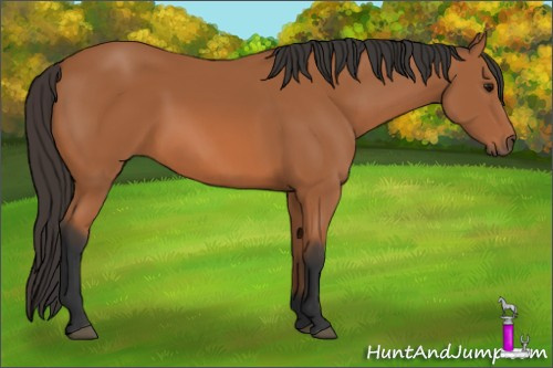 Horse Color: Bay 