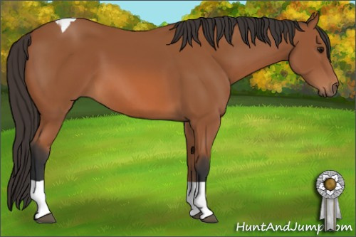 Horse Color: Bay Tobiano 