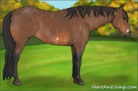 Horse Color:Bay Splash Frame  Brindle