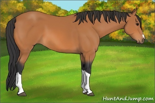 Horse Color:Bay 
