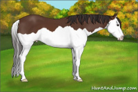 Horse Color:Bay Splash