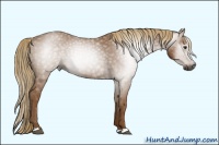 Horse Color:Gray Chestnut 