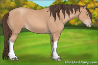 Horse Color:Amber Champagne 
