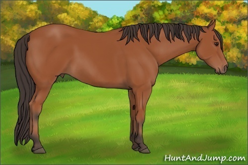 Horse Color: Bay Sabino 