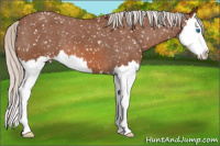 Horse Color:Silver Bay Roan Splash Snowflake Varnish 