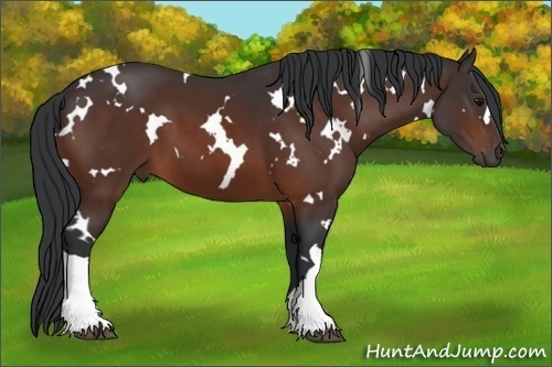 Horse Color: White Spotted Bay 