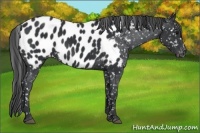 Horse Color:Black Blanket 