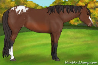 Horse Color:Bay Blanket 