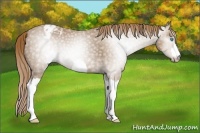 Horse Color:Gray Smoky Creme Appaloosa 