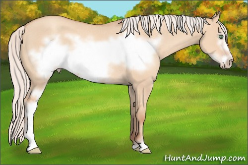 Horse Color: Silver Amber Champagne Dun Sabino Frame Rabicano 
