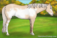 Horse Color:Silver Amber Champagne Dun Sabino Frame Rabicano