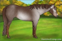 Horse Color:Gray Chestnut 