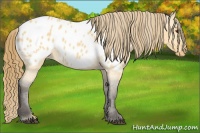 Horse Color:Buckskin Roan Dun Blanket 