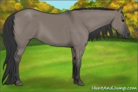 Horse Color:Grullo 
