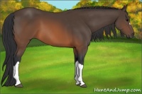 Horse Color:Brown 