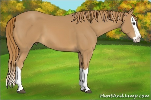 Horse Color: Unknown 