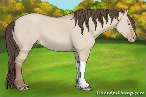 Horse Color: Unknown 