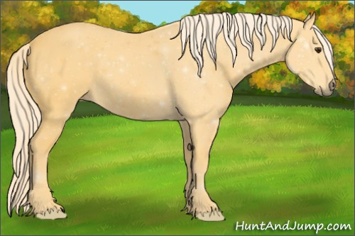 Horse Color: Unknown 