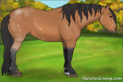 Horse Color: Unknown 