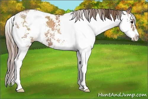 Horse Color: Black Pearl Sabino 