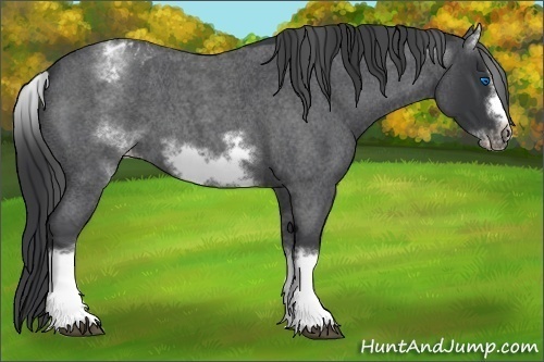 Horse Color:White Spotted Blue Roan Splash Frame Varnish