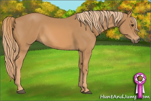 Horse Color: Chestnut 