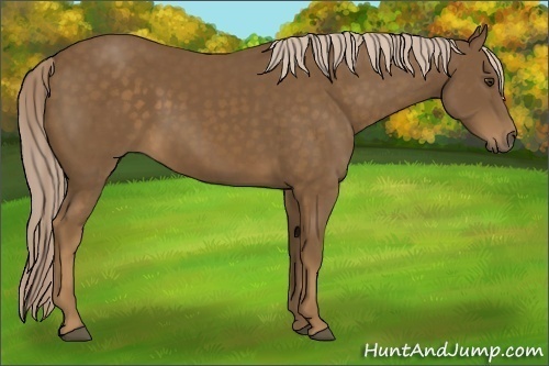 Horse Color:Chocolate Palomino 